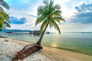 eine Palme am Strand neben dem Wasser in der Unterkunft Maison Hotel Phu Quoc in Phu Quoc