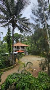 a house in the middle of a forest with palm trees at Vasu estate stay in Madikeri