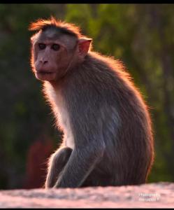 a monkey sitting on the ground looking at something at Saanvi Farmhouse in Hampi