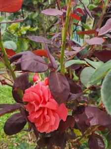 a red rose is growing on a plant at Au Balaway in Louey