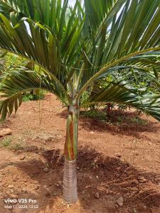 a palm tree in the middle of a field at Saanvi Farmhouse in Hampi