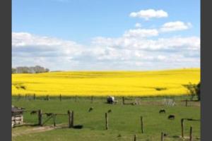 Příroda nedaleko farmy