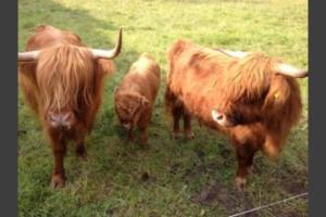 Zvířata v farmy nebo okolí + 2 fotografie