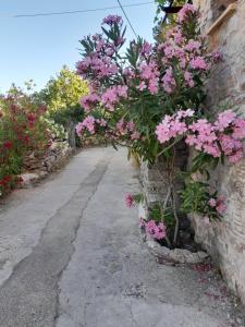 Zahrada ubytování Παραδοσιακή κατοικία "ΧΡΥΣΑ" ΑΝΑΒΑΤΟΣ