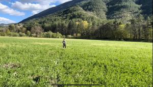 a person standing in a field of green grass at Camping White Rock in Castellane