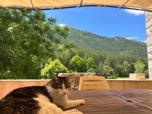 a cat sitting on top of a wooden table at Camping White Rock in Castellane