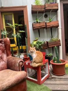 Fotografie z fotogalerie ubytování Art Hostel Casa Chaman v destinaci Valparaíso
