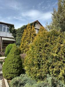 a group of bushes in front of a house at Любимый in Cholpon-Ata +22 photos