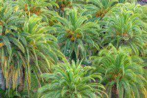an aerial view of palm trees in a forest at Hôtel Campo Dell'oro in Ajaccio