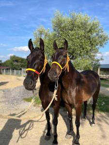 Imagen de la galería de Au Balaway, en Louey 5 fotos más