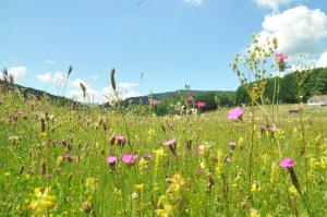 Paesaggio naturale nelle vicinanze dello chalet