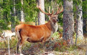 a deer with large antlers standing in the woods at Gorgeous Home In Kosta With Kitchen in Kosta