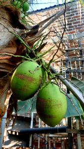 Dos frutas verdes cuelgan de un árbol. en SHALOM HOME, en Santa Ana
