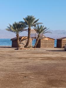 un grupo de palmeras en una playa junto al océano en Antika beach camp, en Nuweiba