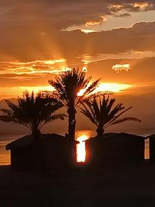 tres palmeras delante de una puesta de sol en Antika beach camp, en Nuweiba