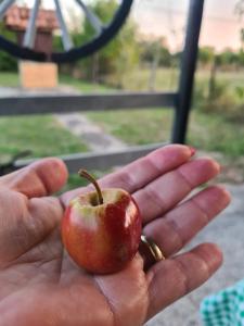 Galería fotográfica de Šuma za odmor en Mladenovac 3 fotos más