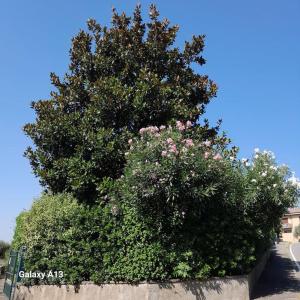 明乔河畔的瓦雷奇奥Casa Magnolia的墙顶上有一棵开着粉色花朵的大树