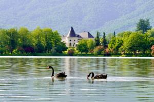 due cigni che nuotano nell'acqua davanti a una casa di Lopota Lake Resort & Spa a Napareuli