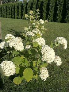 a bush of white flowers in the grass at Exclusive Mansion Jurmala in Jūrmala +43 photos