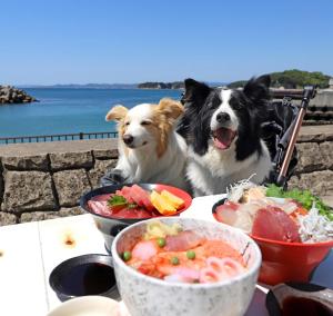 Majutusasutuse Nanki Shirahama Dog Paradise külastajatega peatuv lemmikloom või lemmikloomad