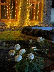 Zahrada ubytování Yan Guest House