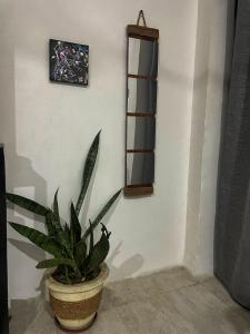 a plant in a pot next to a wall with a mirror at AVO Boutique Hotel in Dikoni