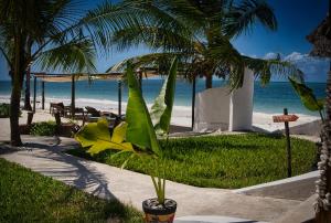 a palm tree in a pot next to the beach at AVO Boutique Hotel in Dikoni