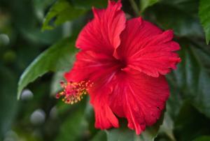 a red hibiscus flower on a plant at AVO Boutique Hotel in Dikoni