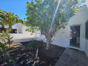 a tree in a yard next to a house at Villa Leon in Caleta De Fuste