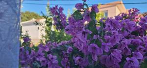 Φωτογραφία από το άλμπουμ του Apartment Belis Utjeha σε Utjeha