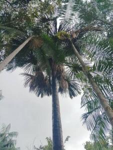 Fotografie z fotogalerie ubytování Chácara com chalé v destinaci Carolina