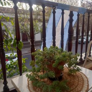 a bonsai tree sitting on a table on a balcony at Mi habitación en Salta cerca de todo ! in Salta +7 photos