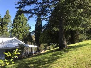 ein Haus mit einem Baum neben einem Feld in der Unterkunft Pine Hill Cottage - shabby chic & peaceful haven in Katoomba