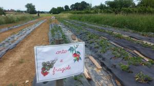 una señal en un campo con fresas. en Agriturismo Bosco Del Fracasso, en Scandiano