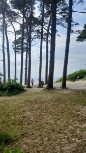a person flying a kite on a beach with trees at Strazdų namelis in Palanga