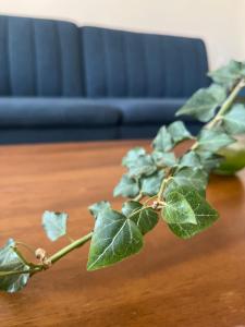 a green plant sitting on a wooden table at MZ apartment in Néa Péramos