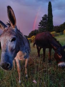Άλλα ζώα σε αυτή η παραθεριστική κατοικία ή στη γύρω περιοχή