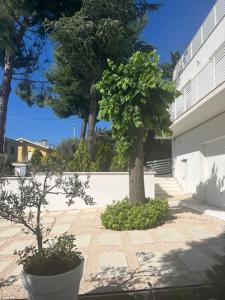 a tree in a pot next to a building at Villa Jolanda in Citta' Sant'Angelo
