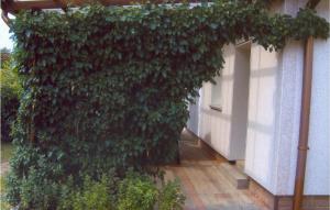 a ivy growing on the side of a building at Holiday Home Am Wiesengrund V in Löcknitz