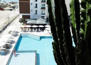 a cactus next to a swimming pool next to a building at Naos Luxury Hotel in Vlorë