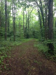 WattsburgにあるWilderness Lodge - perfect family reunionのギャラリーの写真