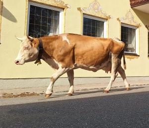 Zvířata v penzionu nebo okolí