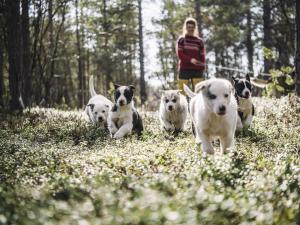 a woman walking a group of dogs in a field at Trasti & Trine Boutique Hotel in Alta