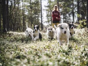 a woman walking a group of dogs in a field at Trasti & Trine Boutique Hotel in Alta