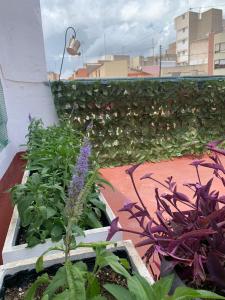 a garden with flowers and plants on a balcony at Plaça de l'Almudí, where else! in Onda