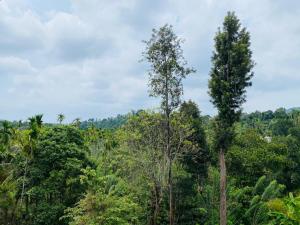 two tall trees in the middle of a forest at O'live Inn Wayanad Apart-Hotels in Vaduvanchal