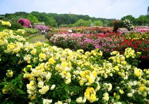 a garden filled with lots of different colored flowers at APA Hotel Chiba Yachiyo Midorigaoka in Yachiyo