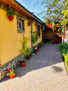 Zahrada ubytování Casa Denisa + 23 fotografií