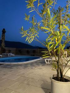 a plant in a pot next to a swimming pool at Vidovo Domacinstvo in Banja Luka