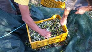 a person holding a yellow basket filled with green vegetables at La Fattoria di Tirrenia in Tirrenia